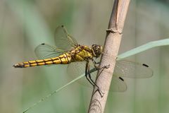 Orthetrum cancellatum